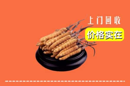 洛阳洛宁县回收冬虫夏草